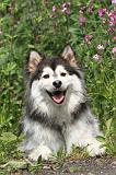 CHIEN FINNOIS DE LAPONIE 189